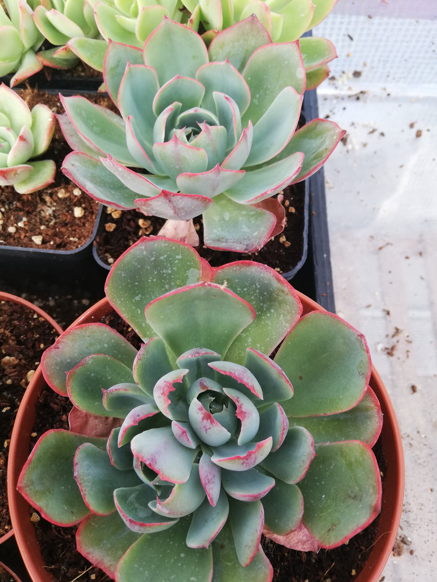 Echeverias and other succulents – Suksy succulent city