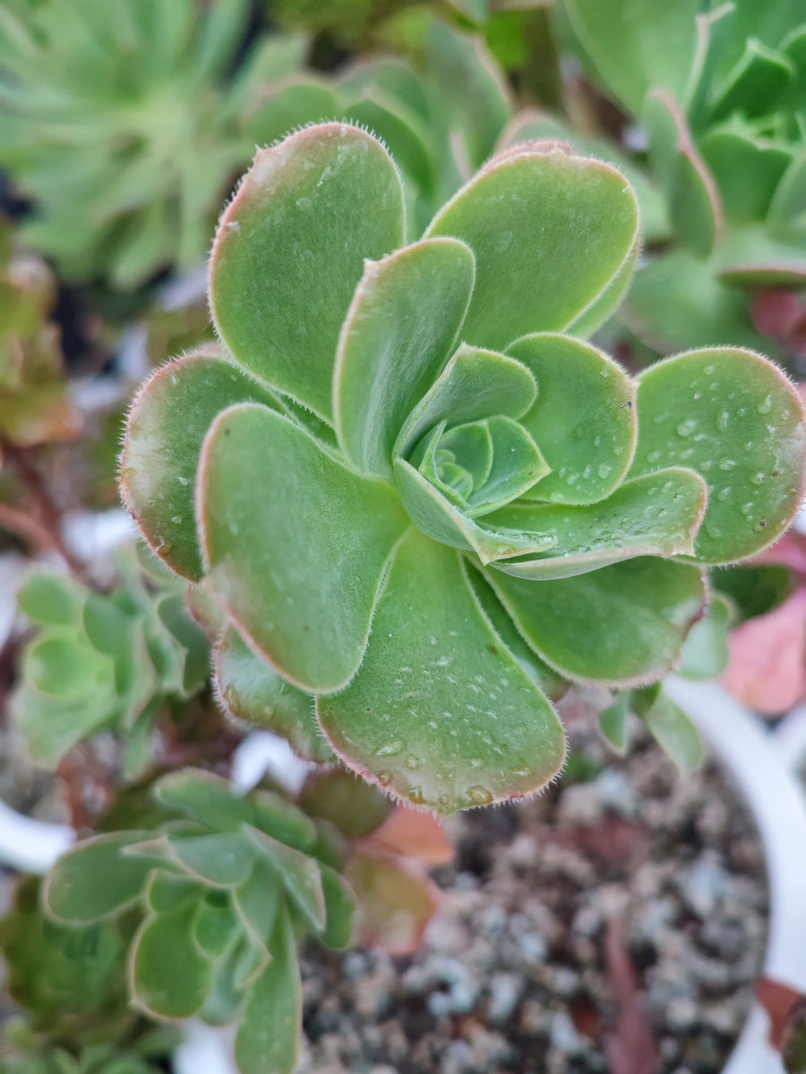 Aeonium Gorgoneum (santo Antao Form) – Suksy Succulent City