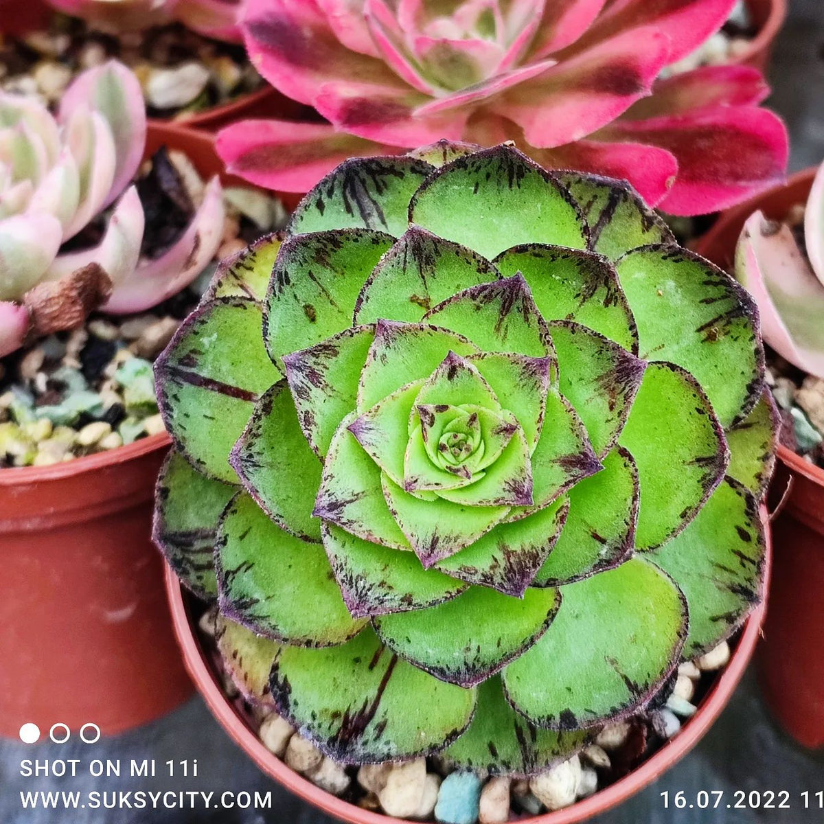 Aeonium phoenix crown suksy succulent city