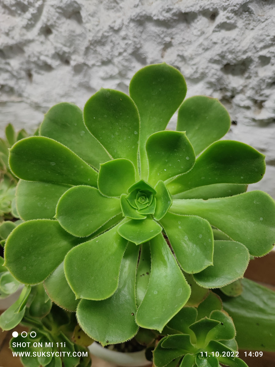 Aeonium santuario suksy succulent city