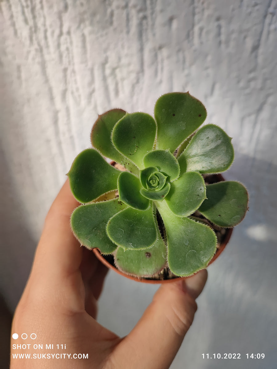 Aeonium santuario suksy succulent city