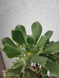 Aeonium Percarneum hybrid