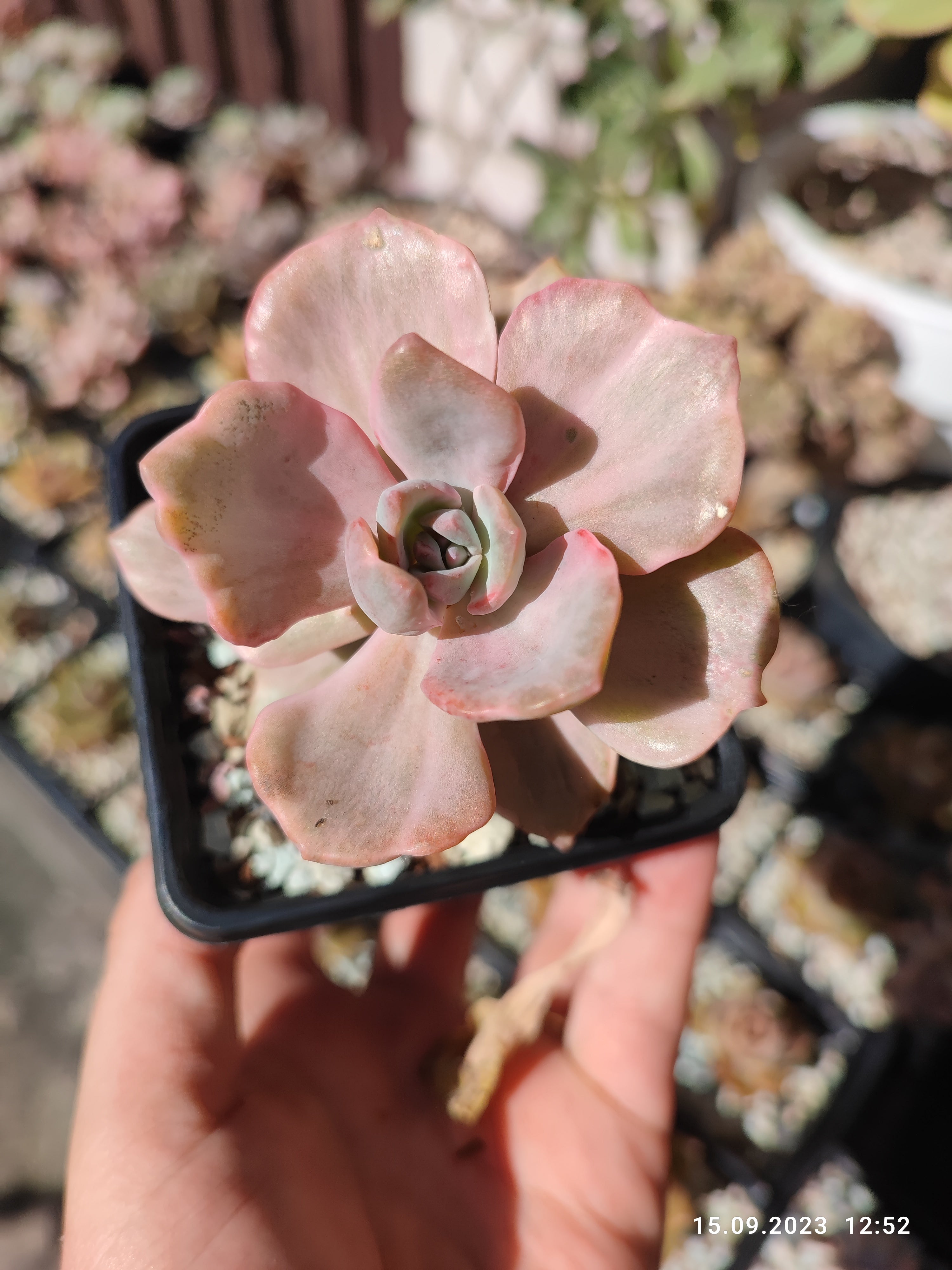 Echeverias and other succulents – Suksy succulent city Echeverias and other succulents – Suksy succulent city