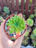 Aeonium Mayfield