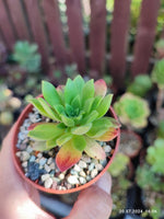 Aeonium Mayfield