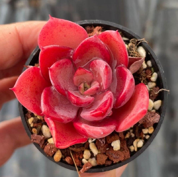 Echeveria Noble