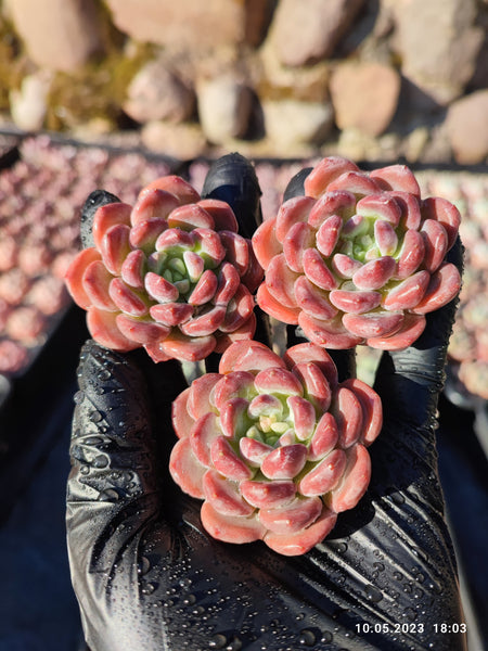 Echeveria Crystal Amber