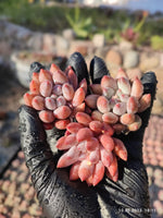 Echeveria Solomon