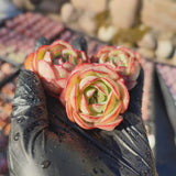 Echeveria Chrysanthemum