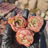 Echeveria Chrysanthemum