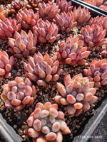 Echeveria Solomon