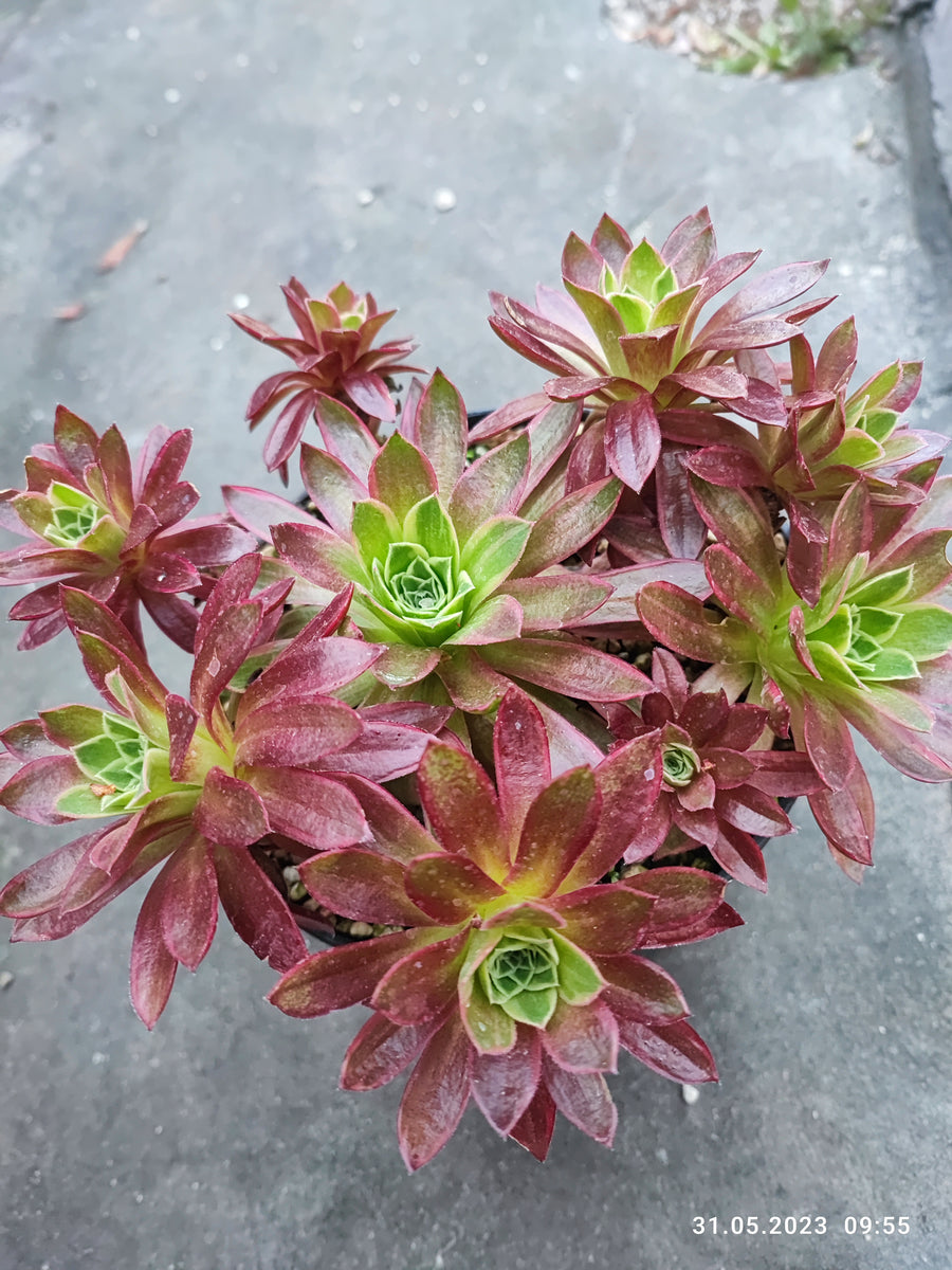 Aeonium Phoenix Flame variegata – Suksy succulent city