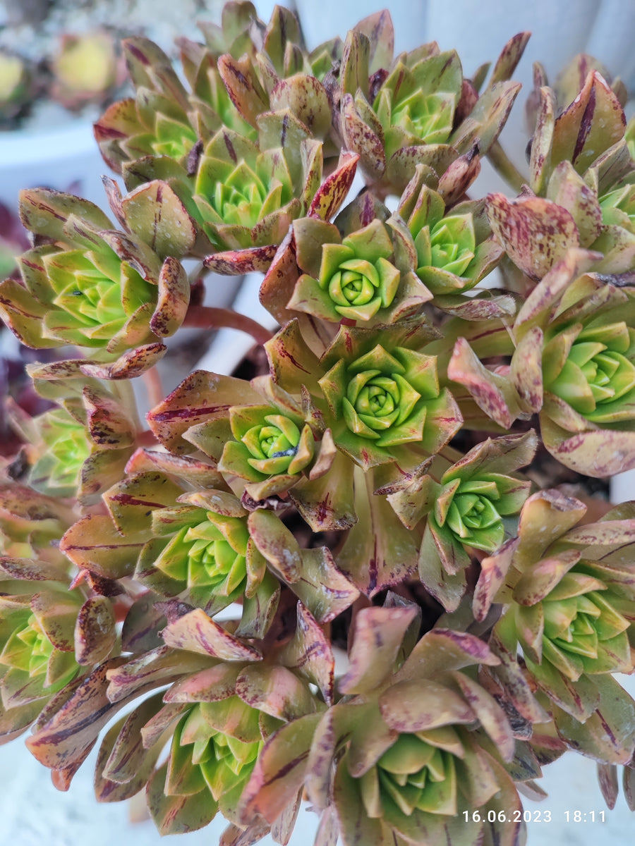 Aeonium Bronze Medal Lime – Suksy succulent city