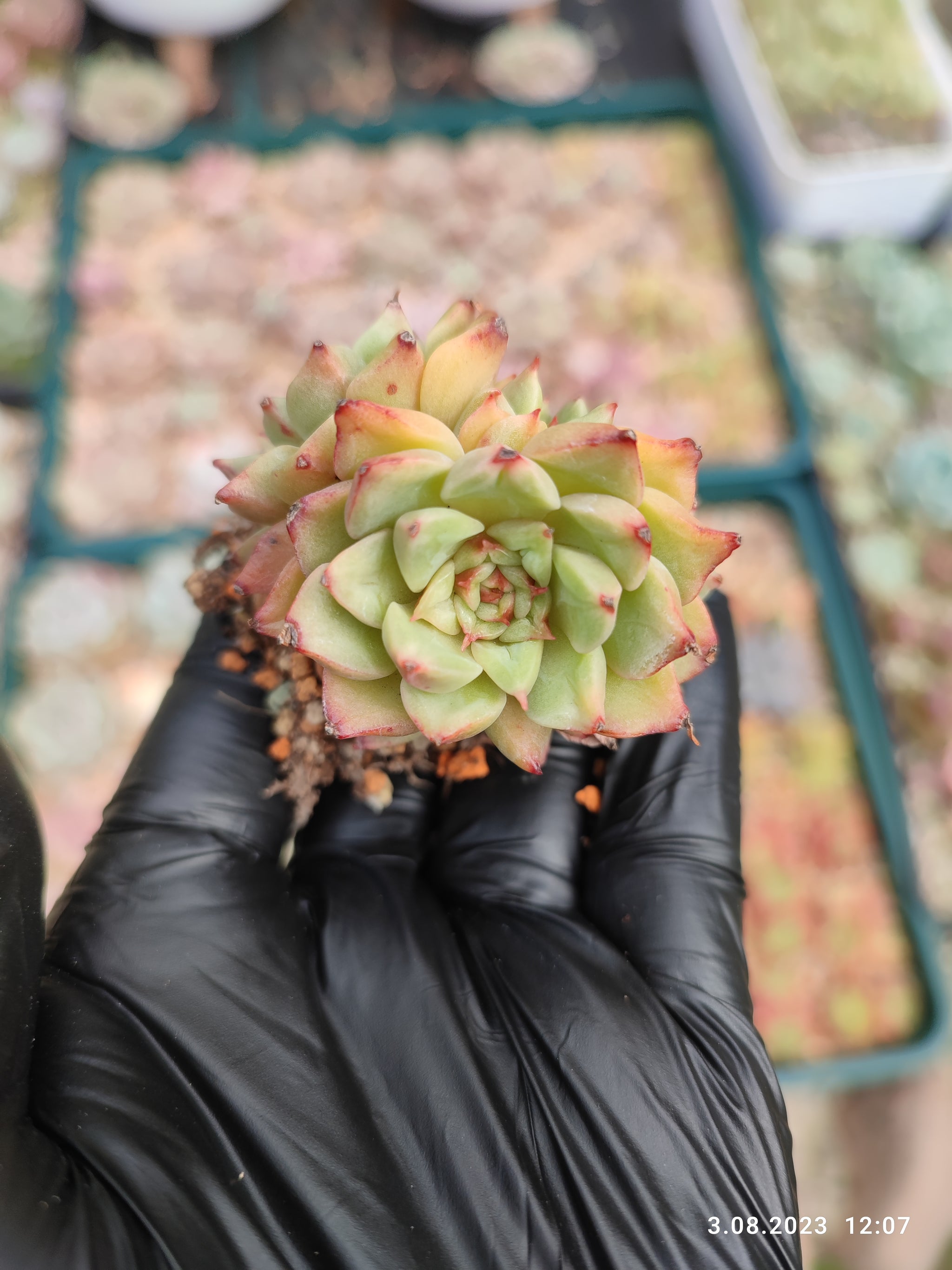 Echeverias and other succulents – Suksy succulent city