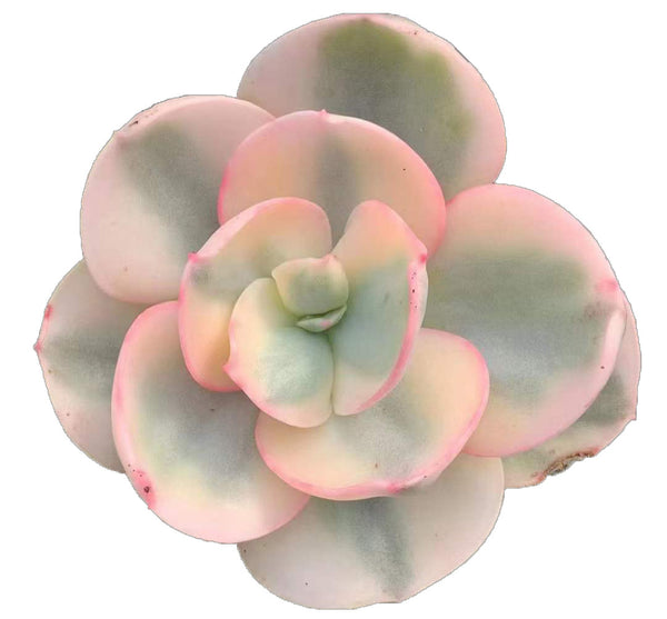 Echeveria Suyon variegata