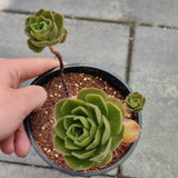 Aeonium x Globosum