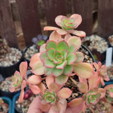 Aeonium Macaroon