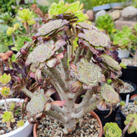 Aeonium Holochrysum