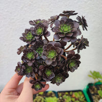 Aeonium Firestorm