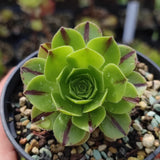 Aeonium Green Fire