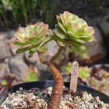 Aeonium Tsar