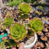 Aeonium Fairy Tail