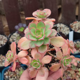 Aeonium Macaroon