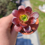 Aeonium Color Scheme