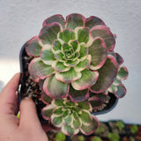 Aeonium Charm Golden Rose