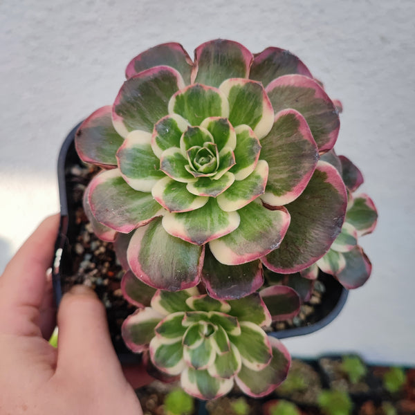 Aeonium Charm Golden Rose