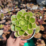 Aeonium Green Rose
