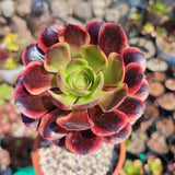 Aeonium Superbang