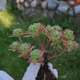 Aeonium Simsii variegata