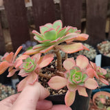 Aeonium Macaroon