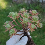 Aeonium Simsii variegata