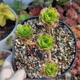 Aeonium Green Fire