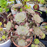 Aeonium Holochrysum