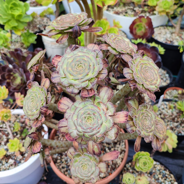 Aeonium Holochrysum