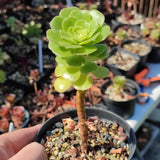 Aeonium Green Cashmere