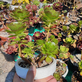Aeonium Fairy Tail
