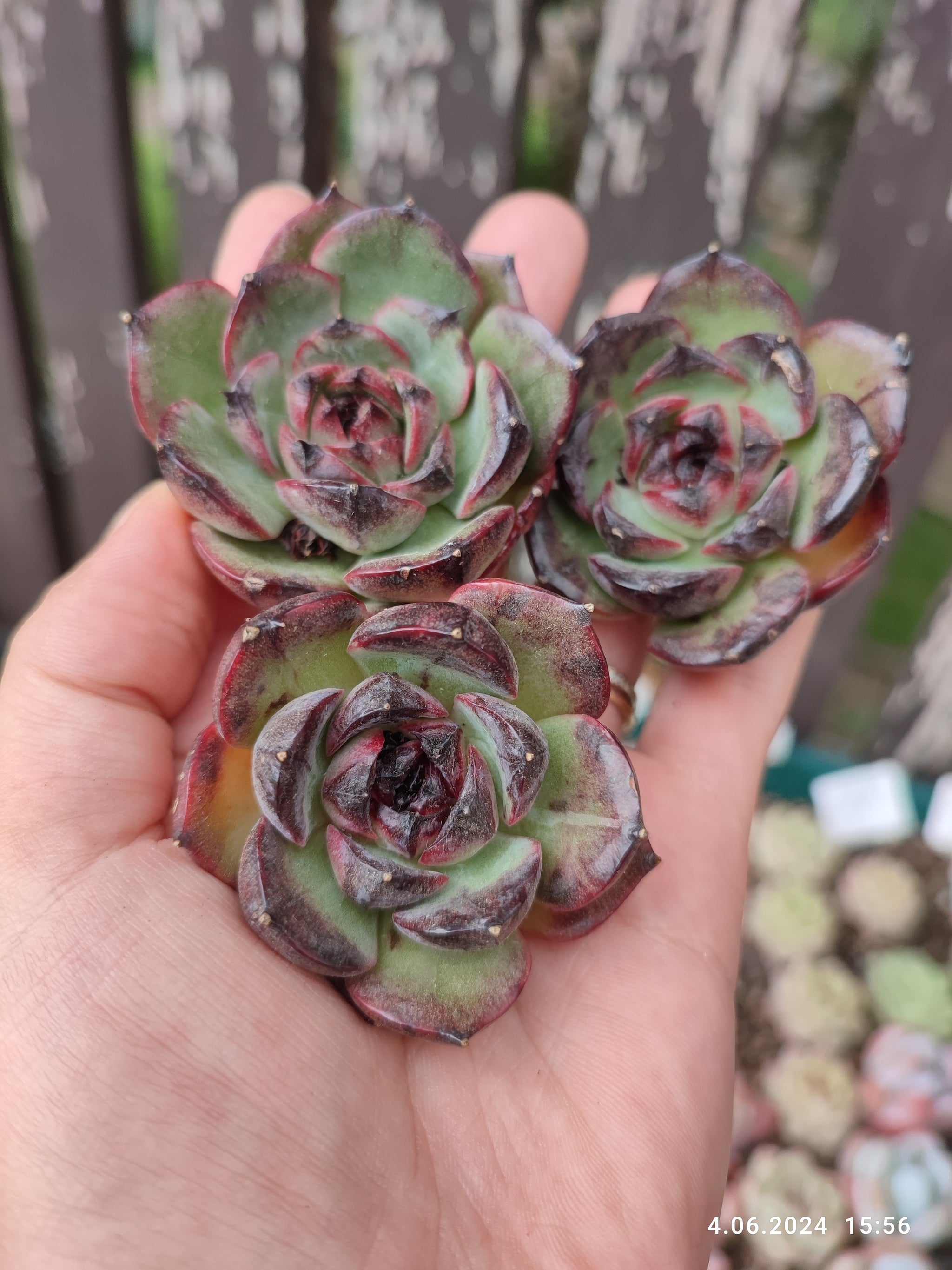 Echeverias and other succulents – Suksy succulent city