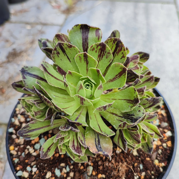 Aeonium Green Fire