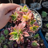 Aeonium Leucoblepharum variegata
