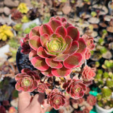 Aeonium Athena