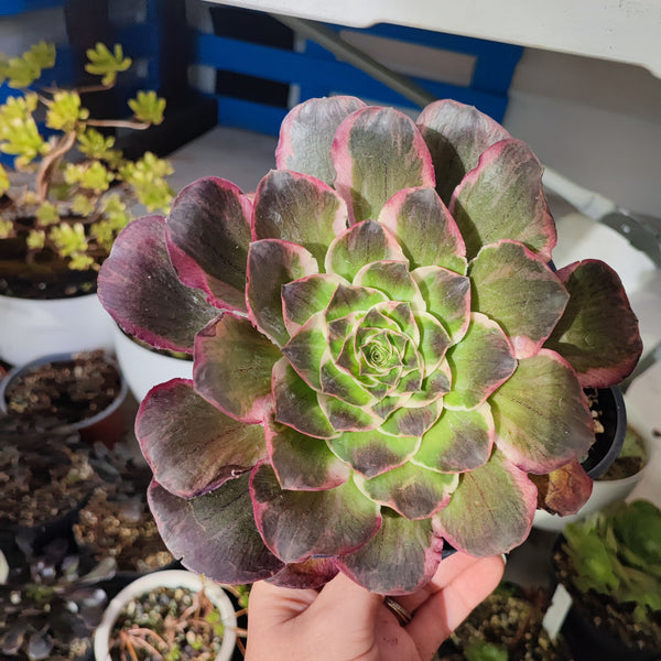 Aeonium Nafu