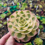 Halloween yellow variegata