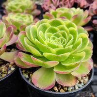 Aeonium Milky White