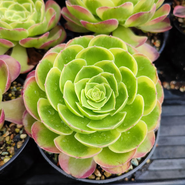 Aeonium Milky White