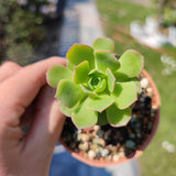 Aeonium Castello-Paivae