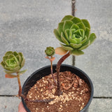 Aeonium x Globosum